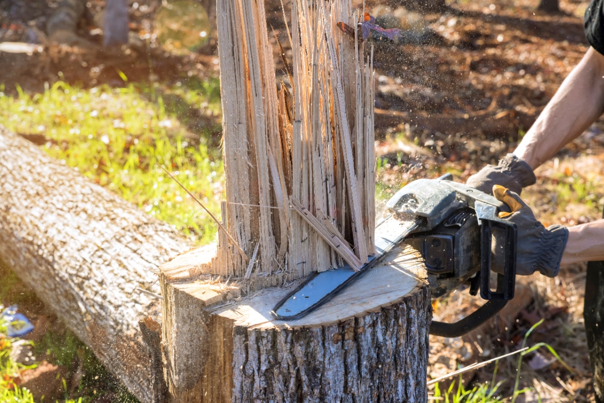 How Much Does It Cost To Remove A Tree Stump? - Sunny Slope Tree Service