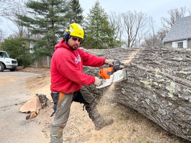 What Is the Average Cost to Remove a Tree? (With Examples) - Sunny ...